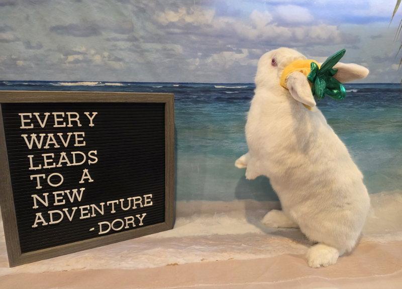 Enlarge Dory, a Adoptable Florida White in Columbus, OH image 1/3