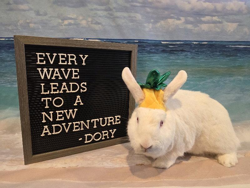 Enlarge Dory, a Adoptable Florida White in Columbus, OH image 2/3