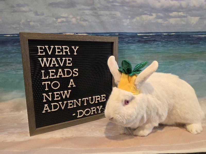 Enlarge Dory, a Adoptable Florida White in Columbus, OH image 3/3