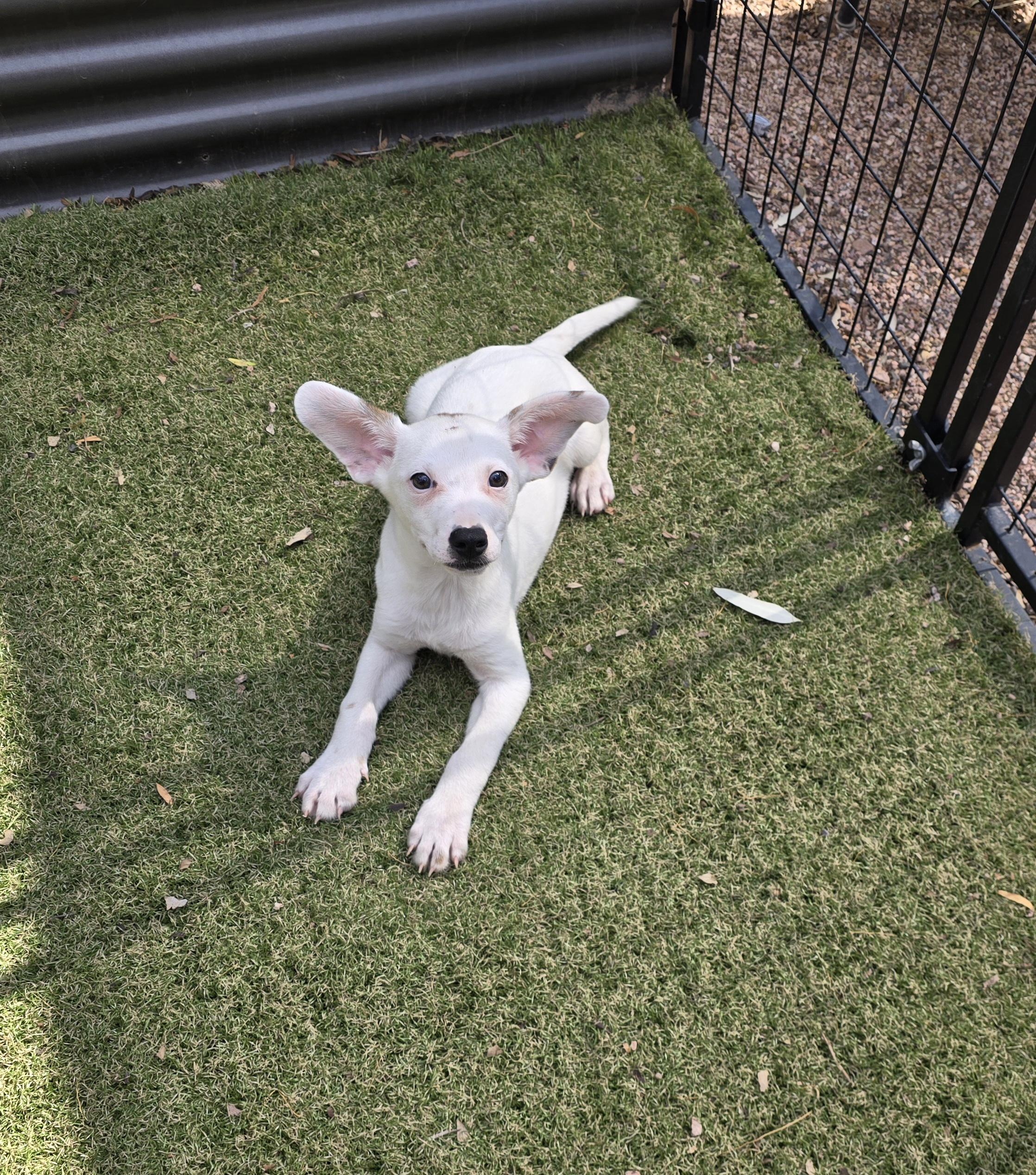 Enlarge Grigio, an adopted mixed breed in Apache Junction, AZ image 3/5