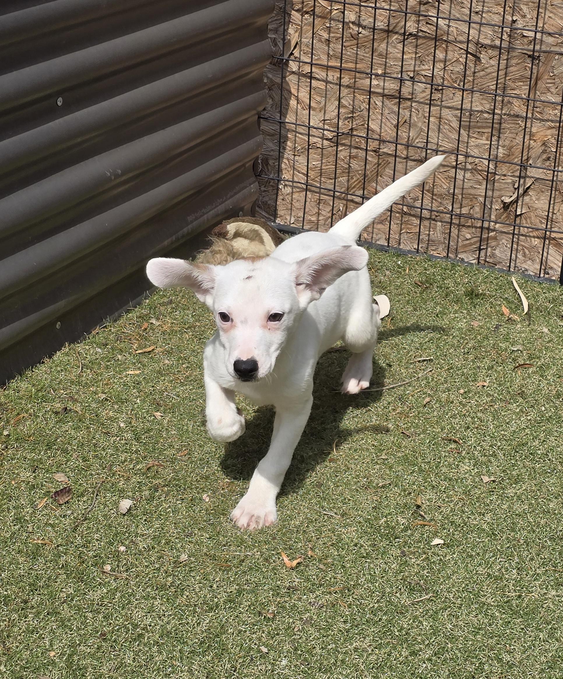 Grigio, adopted, Puppy Male Jack Russell Terrier & Italian Greyhound.