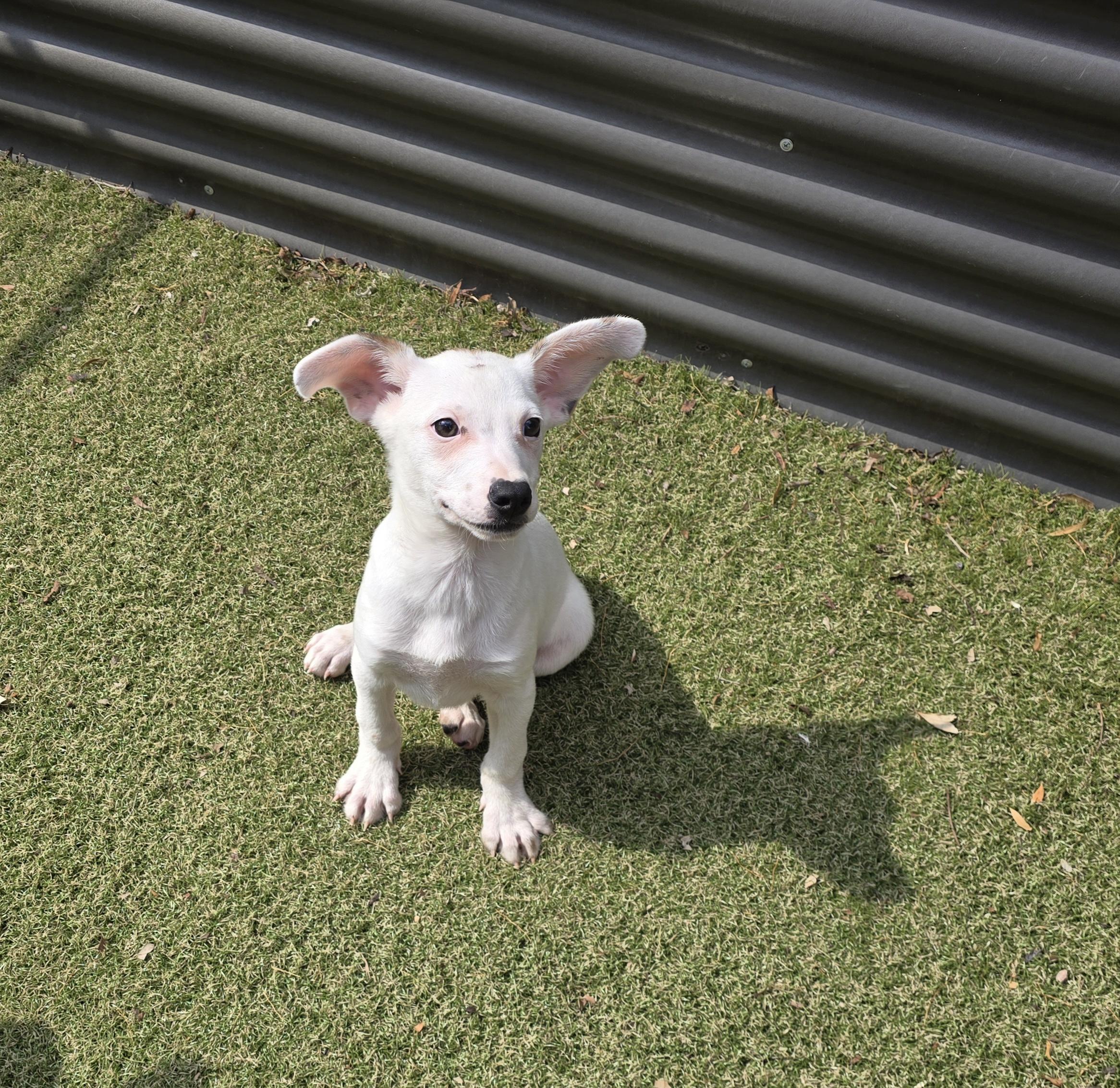 Enlarge Grigio, an adopted mixed breed in Apache Junction, AZ image 4/5