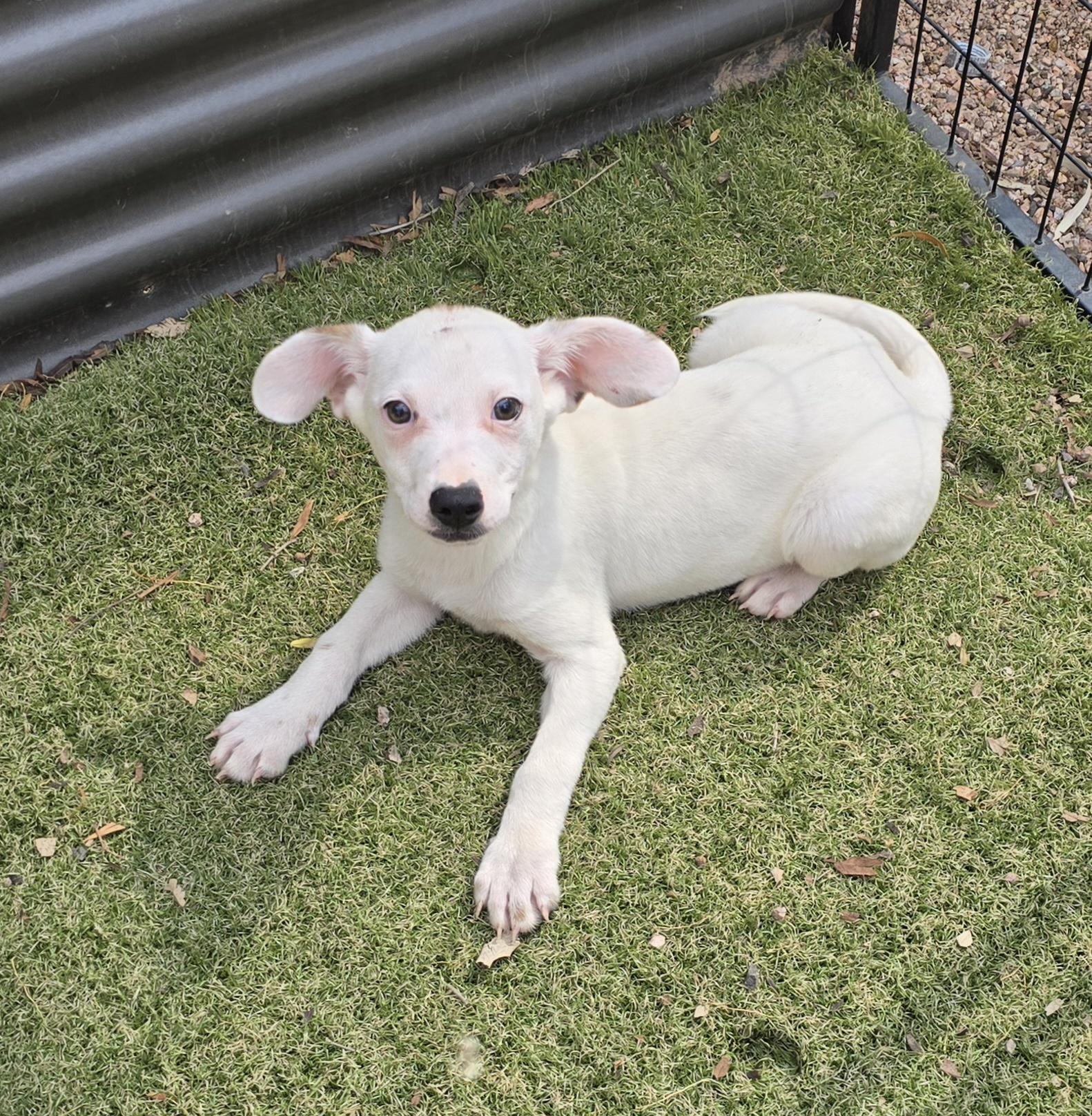 Enlarge Grigio, an adopted mixed breed in Apache Junction, AZ image 2/5