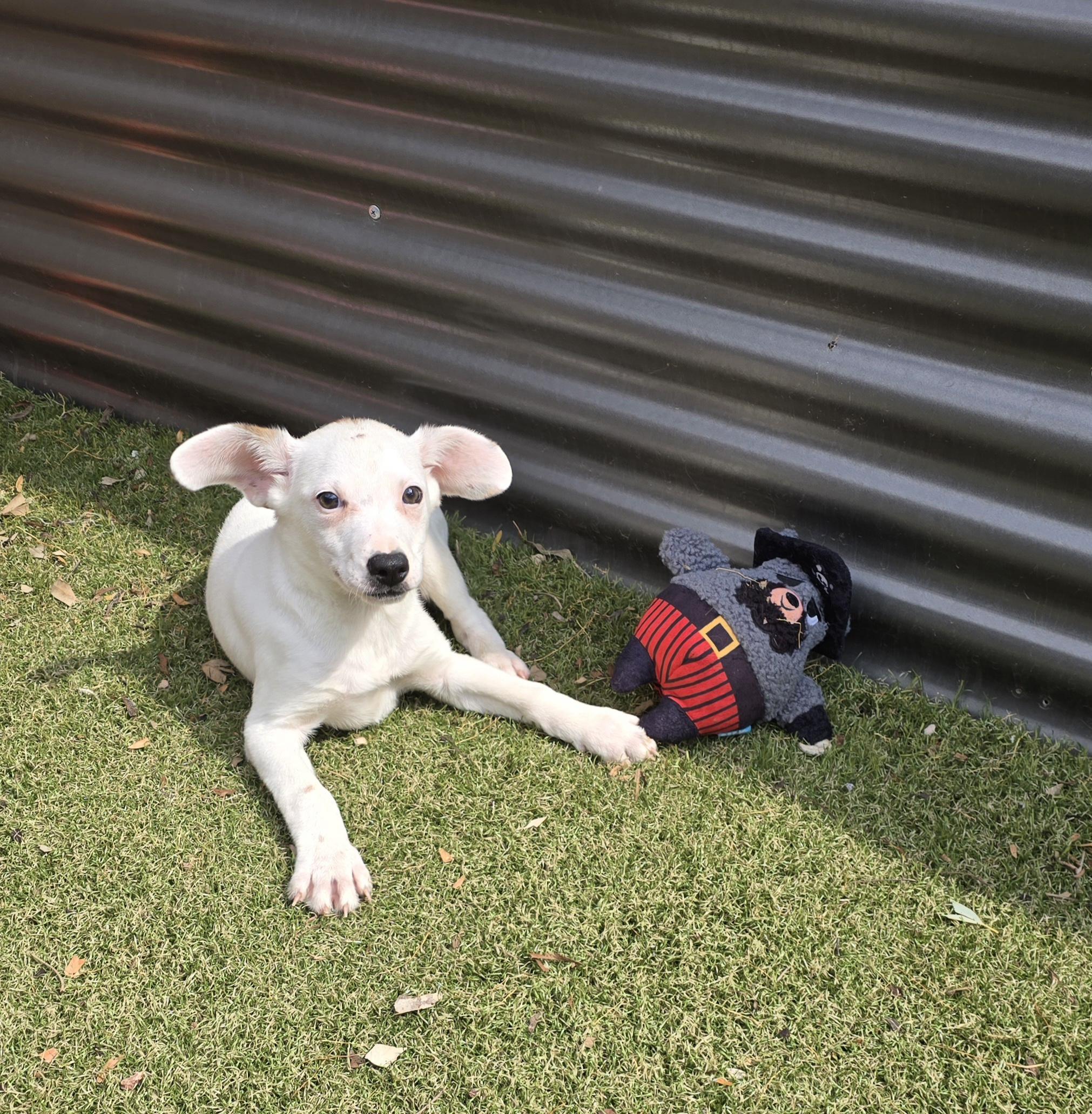 Enlarge Grigio, an adopted mixed breed in Apache Junction, AZ image 5/5