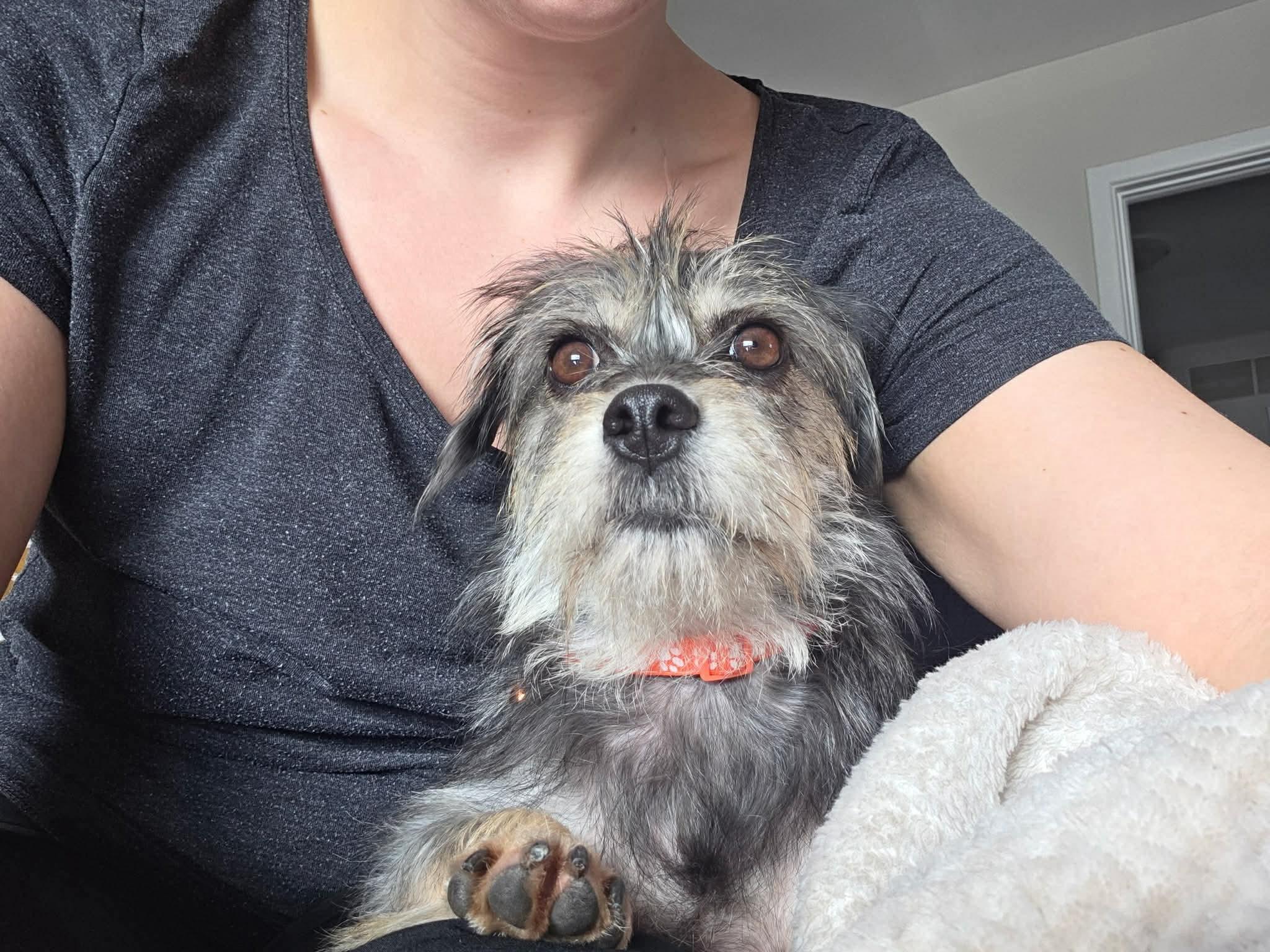 Enlarge NENA, a ADOPTABLE mixed breed in Richmond Hill , ON image 3/4