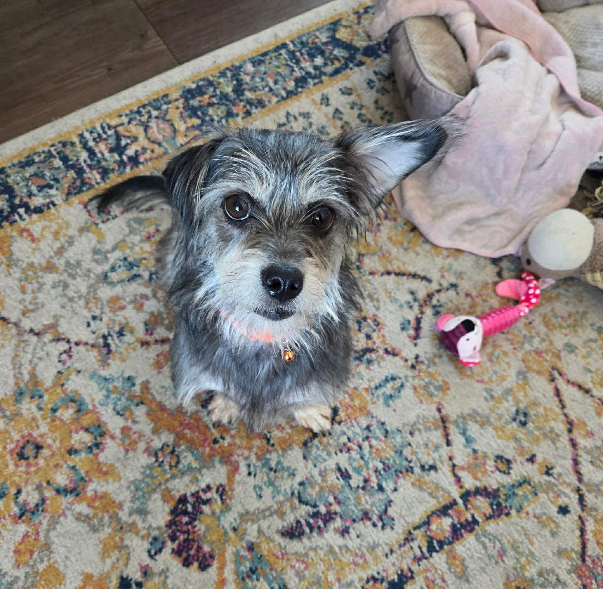 Enlarge NENA, a ADOPTABLE mixed breed in Richmond Hill , ON image 4/4