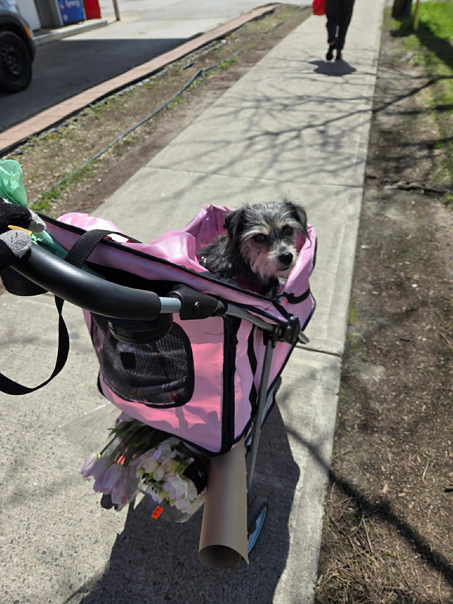 Enlarge NENA, a ADOPTABLE mixed breed in Richmond Hill , ON image 2/4