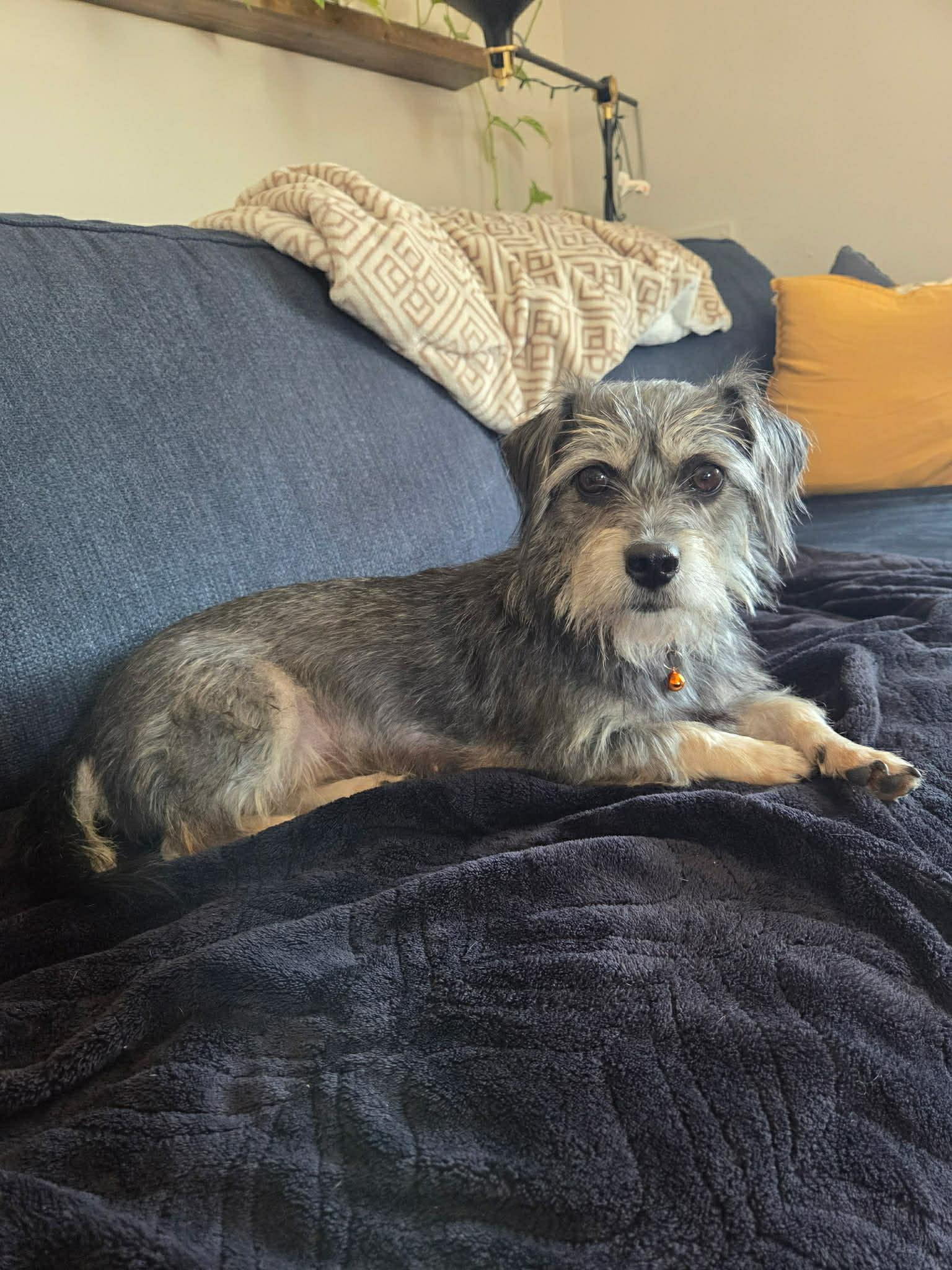 NENA, ADOPTABLE, Adult Female Schnauzer.