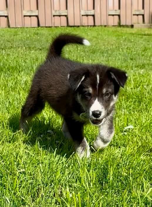 Enlarge Atlas, a ADOPTABLE mixed breed in Port Colborne , ON image 4/6