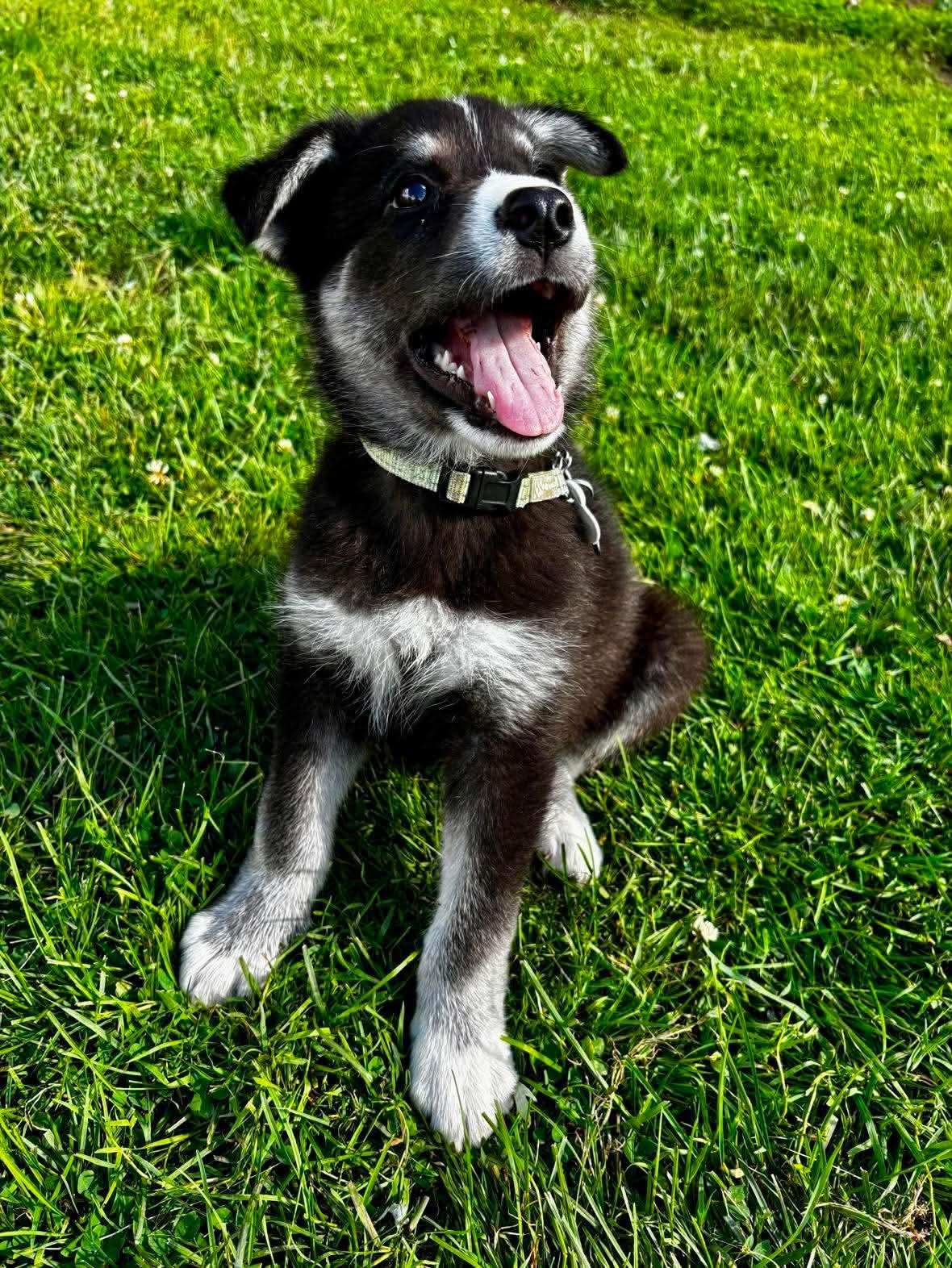 Enlarge Atlas, a ADOPTABLE mixed breed in Port Colborne , ON image 3/6