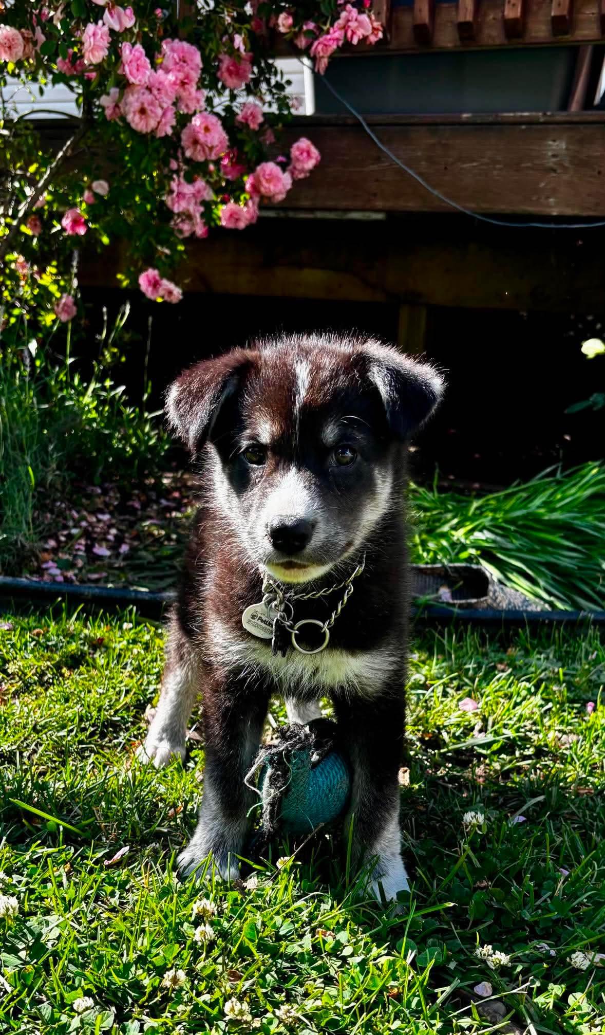 Enlarge Atlas, a ADOPTABLE mixed breed in Port Colborne , ON image 5/6