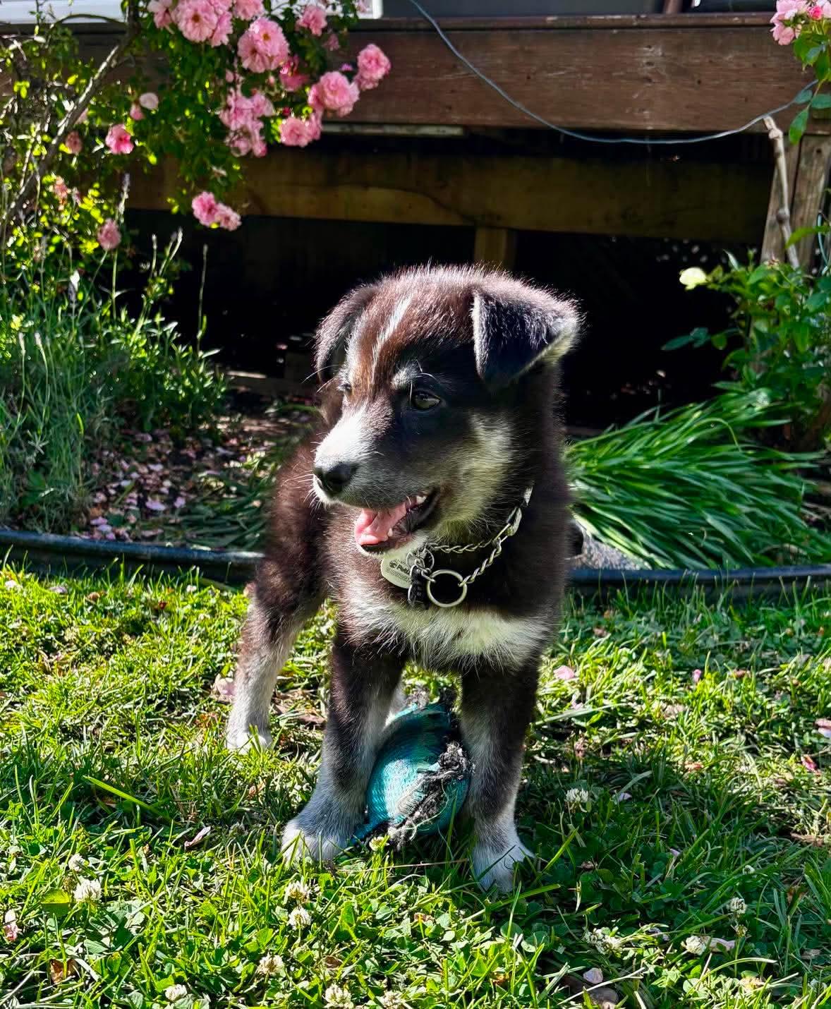 Enlarge Atlas, a ADOPTABLE mixed breed in Port Colborne , ON image 6/6