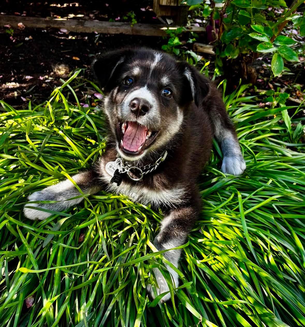Enlarge Atlas, a ADOPTABLE mixed breed in Port Colborne , ON image 2/6