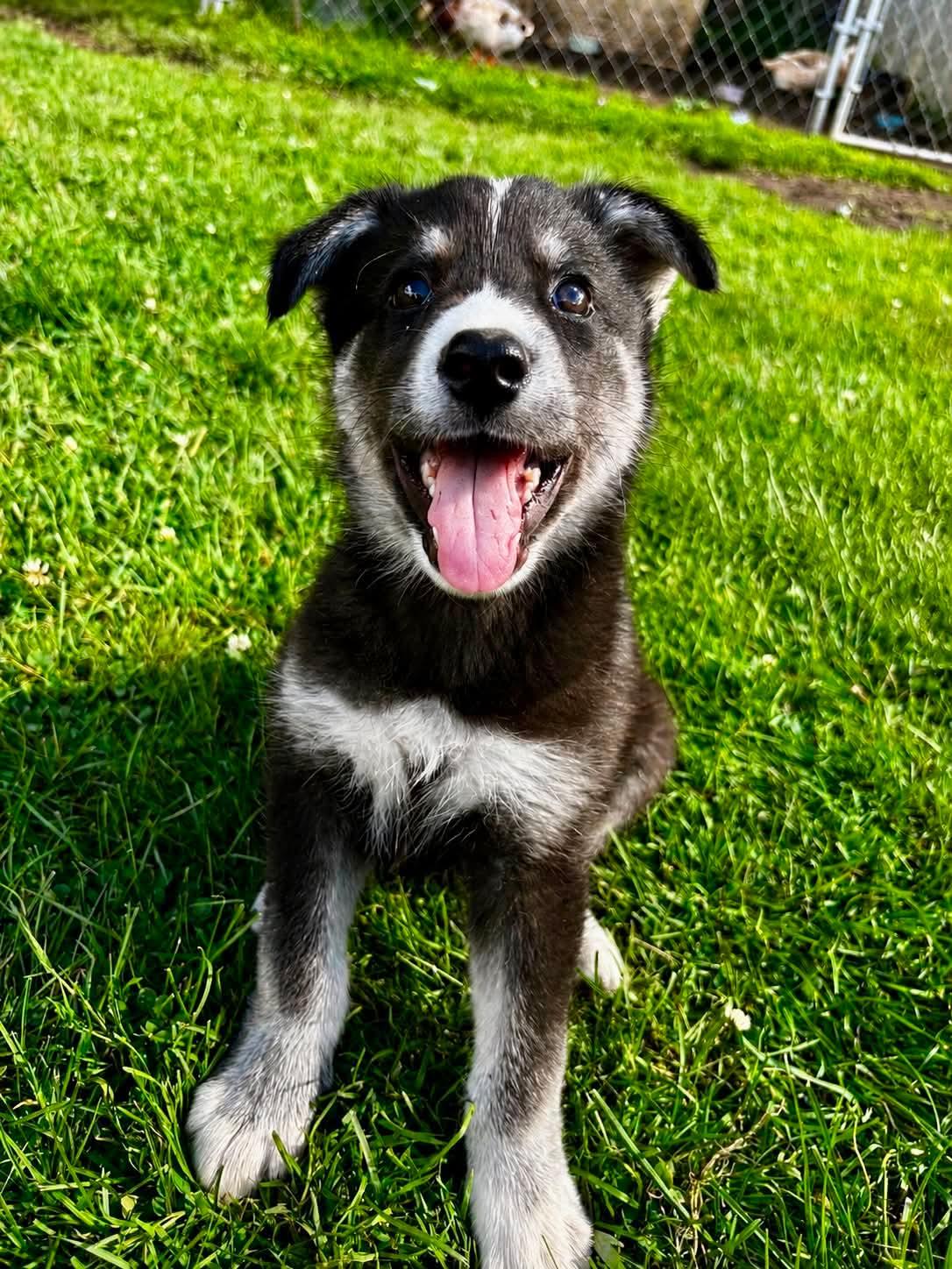 Enlarge Atlas, a ADOPTABLE mixed breed in Port Colborne , ON image 1/6