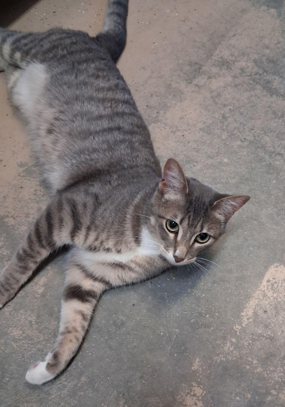 Enlarge Nala, a Adoptable Domestic Short Hair in Wahpeton, ND image 2/2