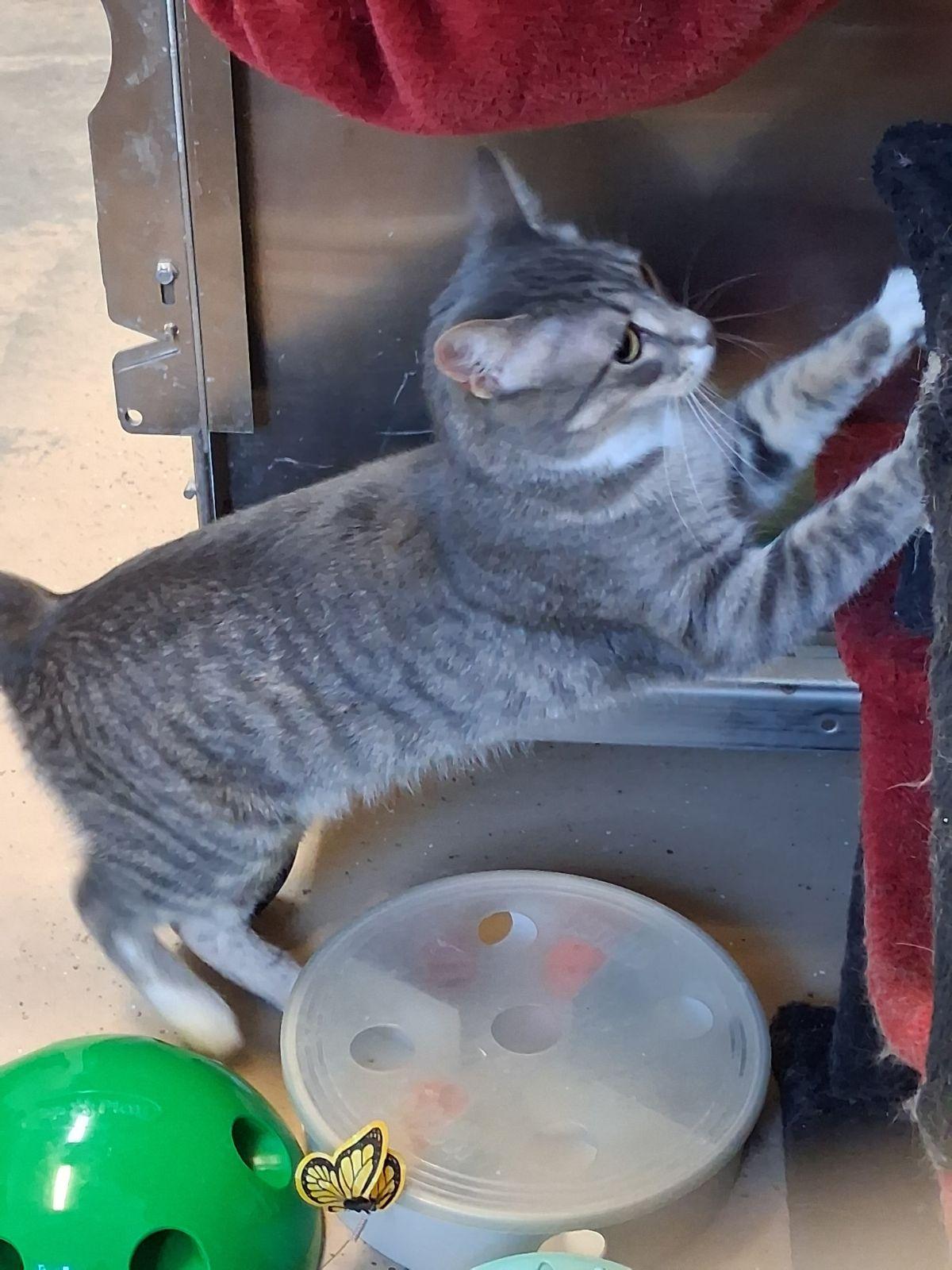 Enlarge Nala, a Adoptable Domestic Short Hair in Wahpeton, ND image 1/2