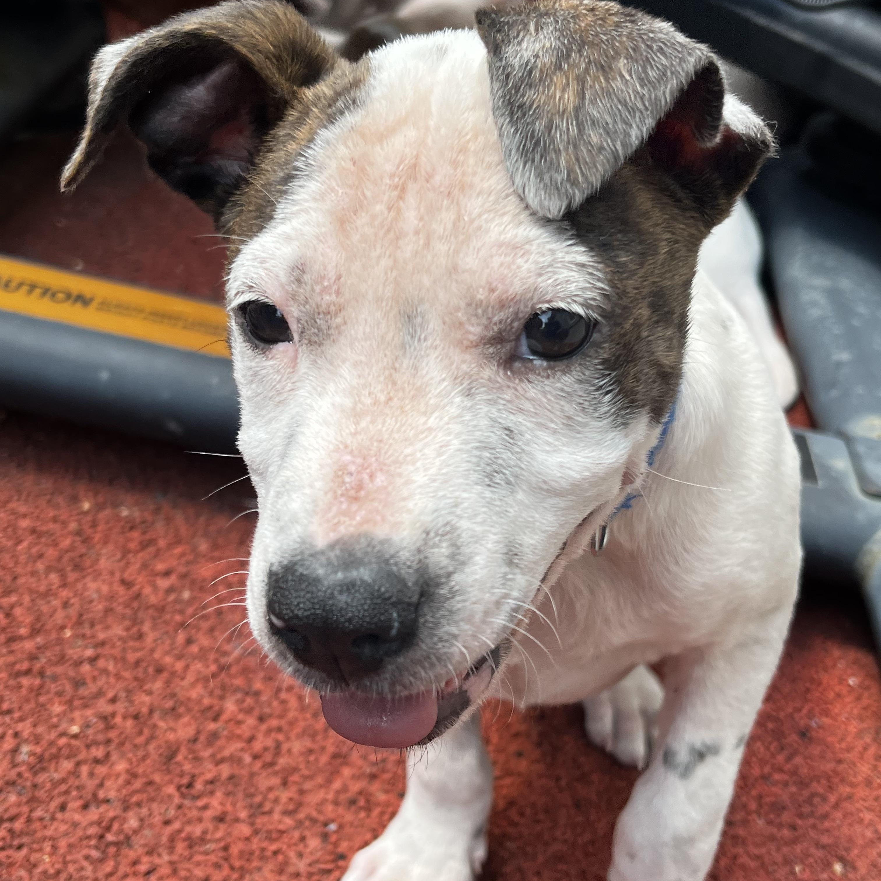 Enlarge Dot, a Adoptable mixed breed in McHenry, IL image 2/3