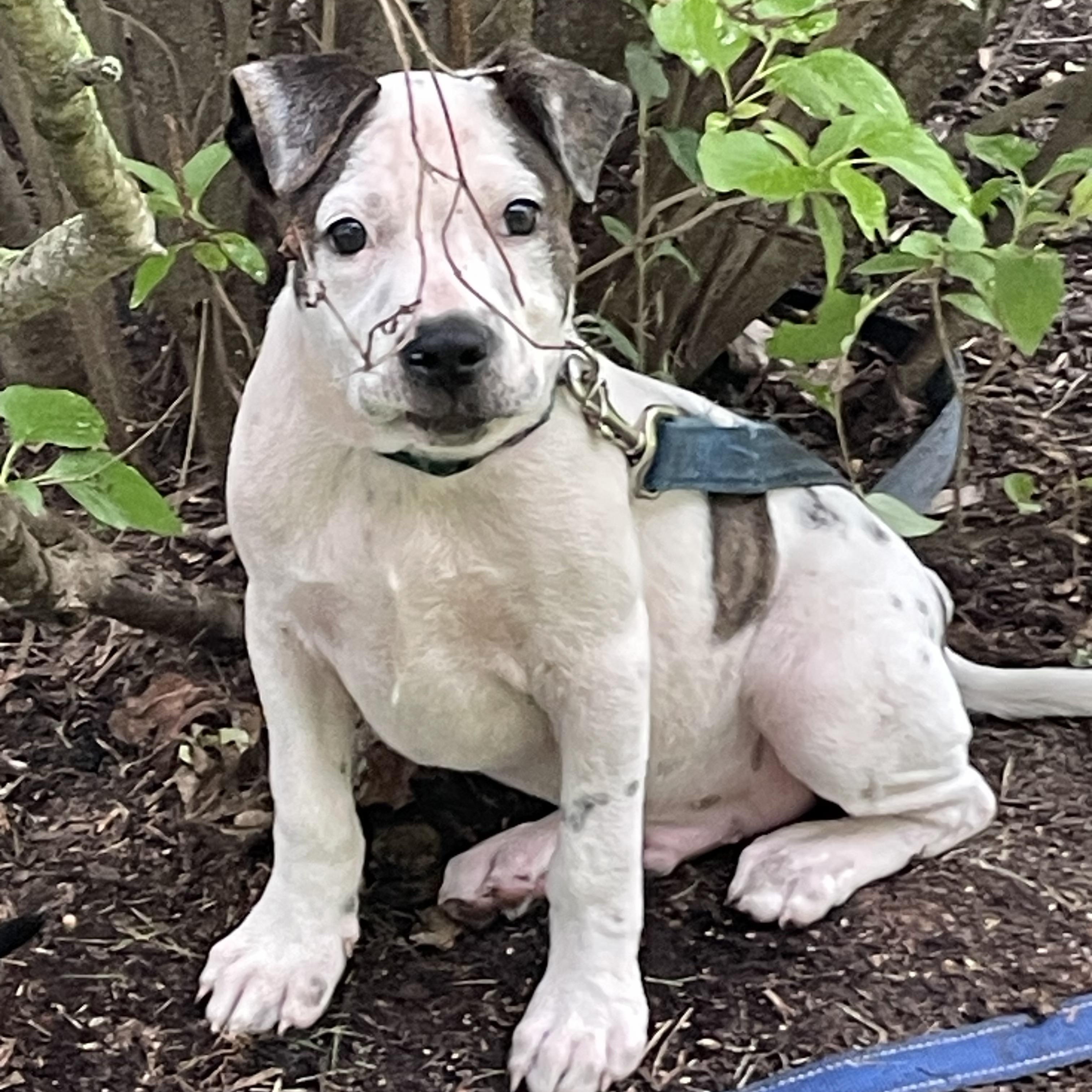 Enlarge Dot, a Adoptable mixed breed in McHenry, IL image 3/3