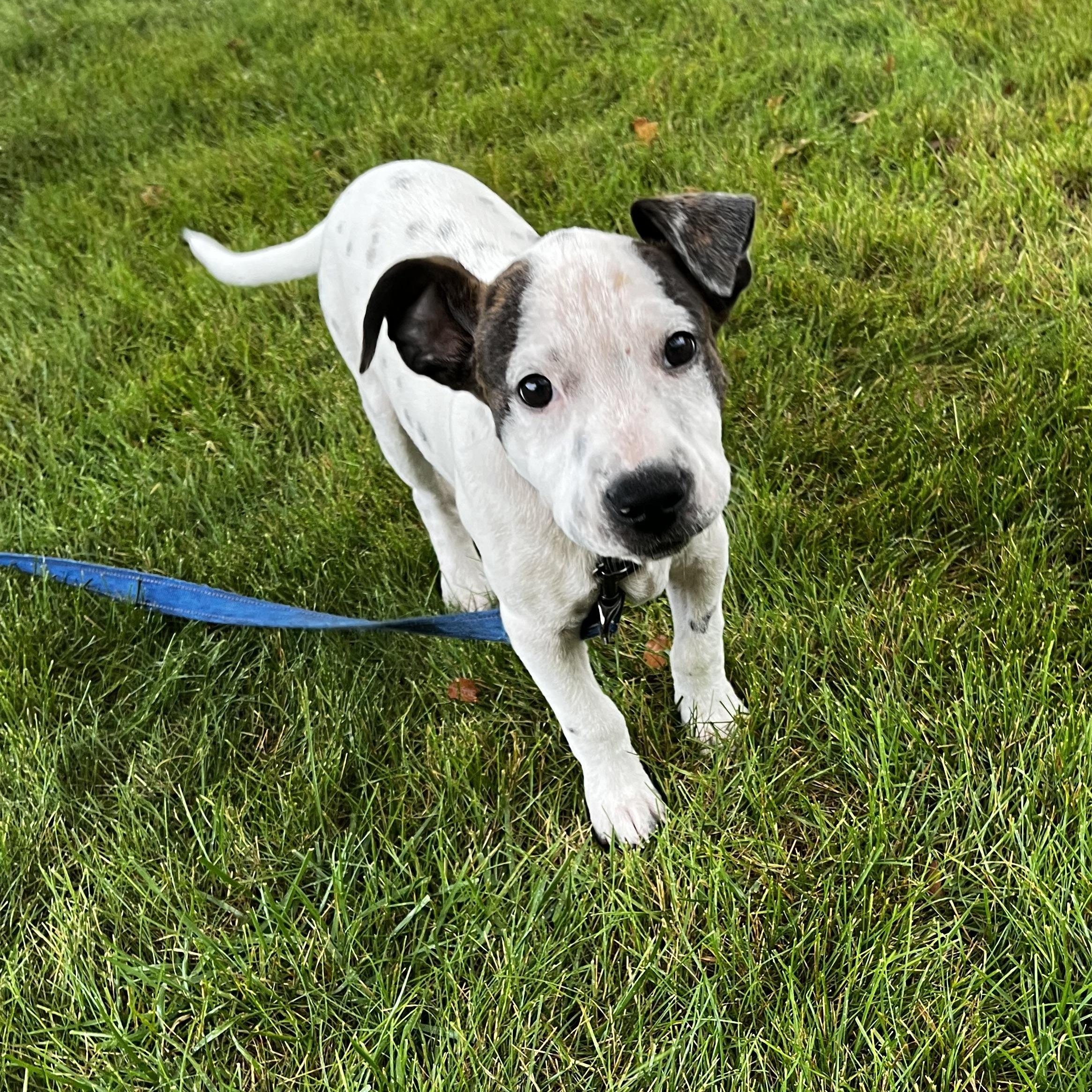 Dot, Adoptable, Puppy Male Hound.