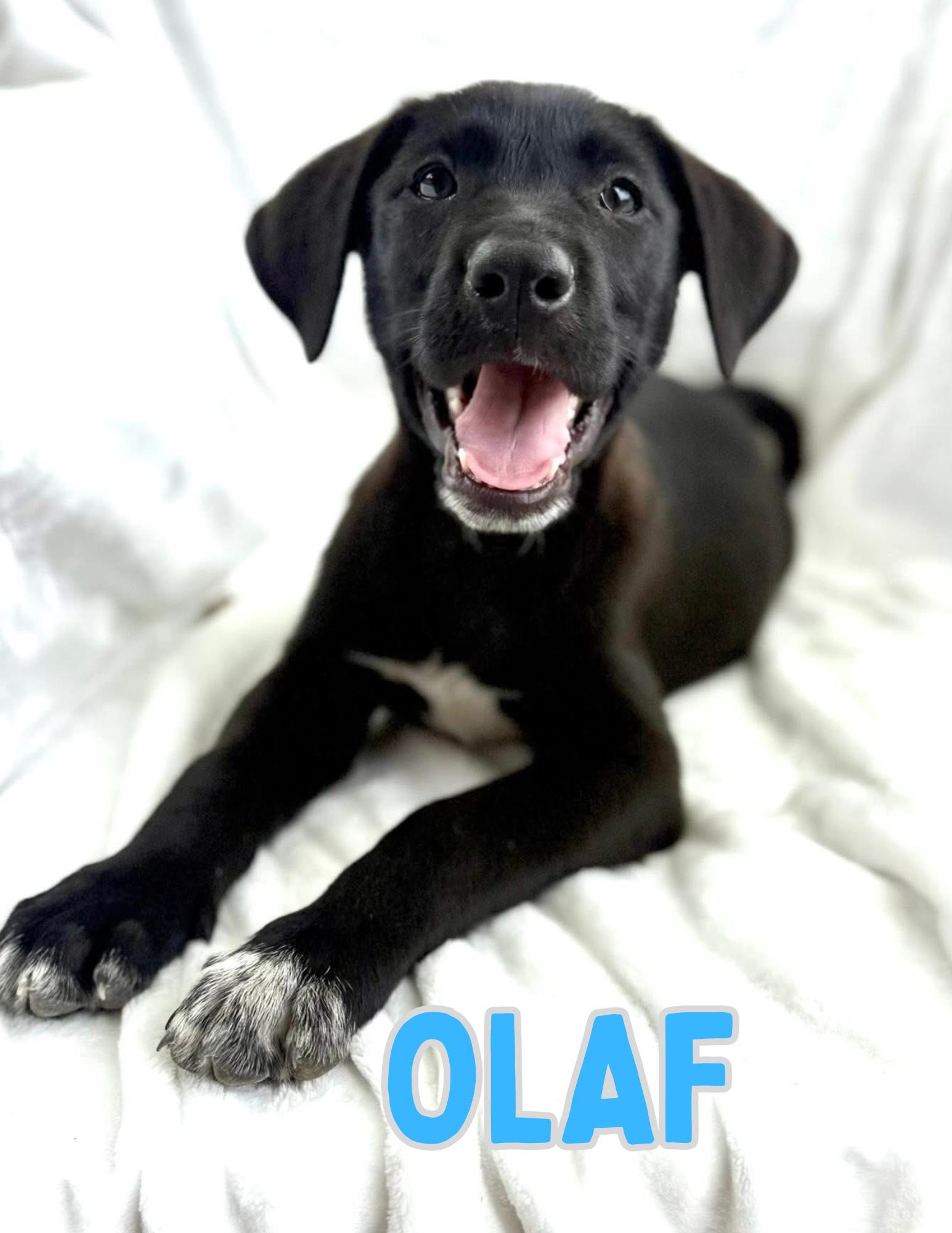 Olaf, adopted, Puppy Male Black Labrador Retriever.