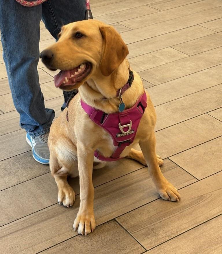 Stella