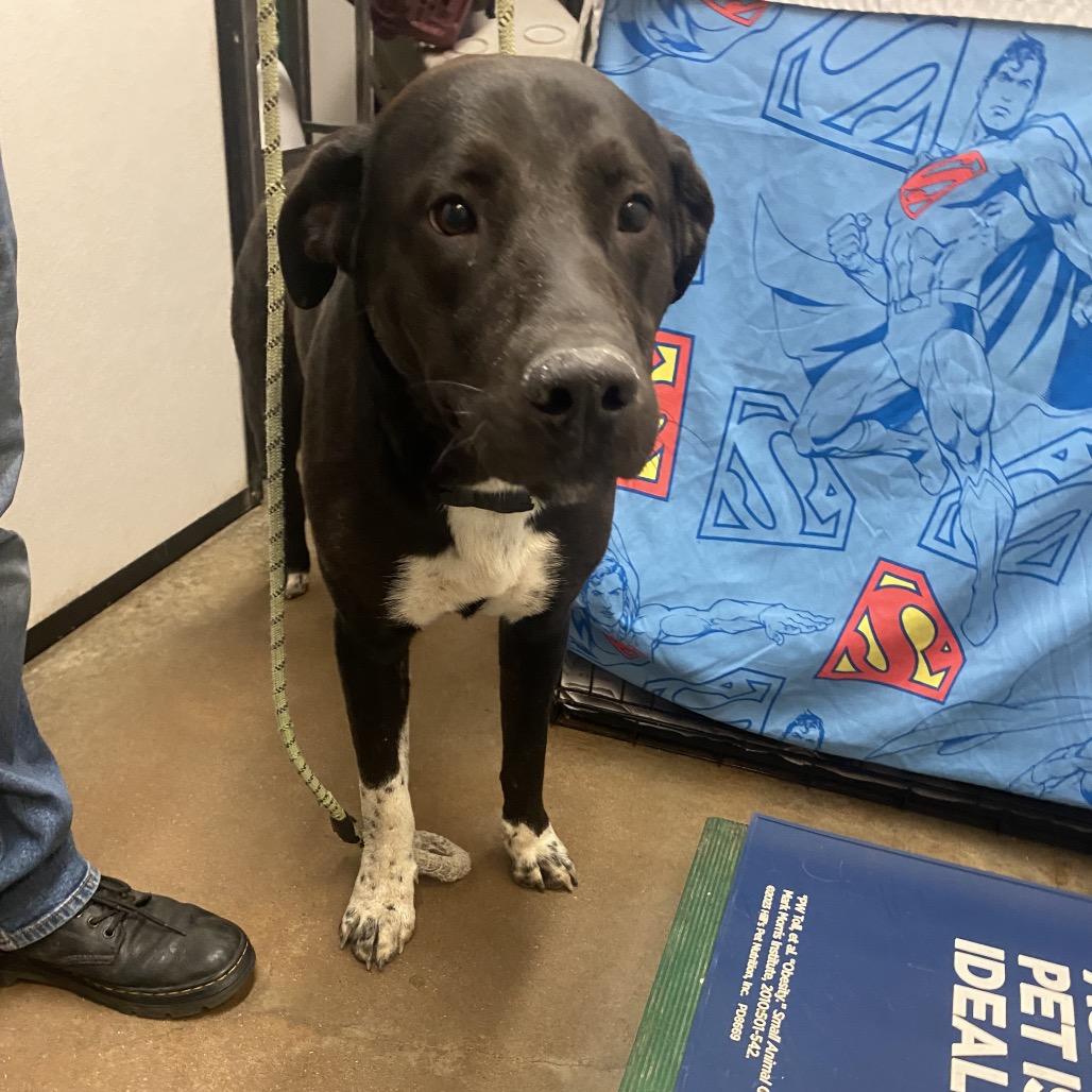 Enlarge Crowley, a Adoptable Mixed Breed in Lake Jackson, TX image 1/1