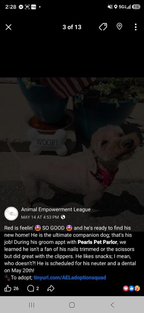 Red 26-12272, a Adopted mixed breed in Minot, ND image 4/5