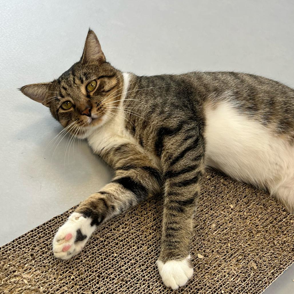 Enlarge Simon, a Adoptable Domestic Short Hair in Boston, MA image 1/6