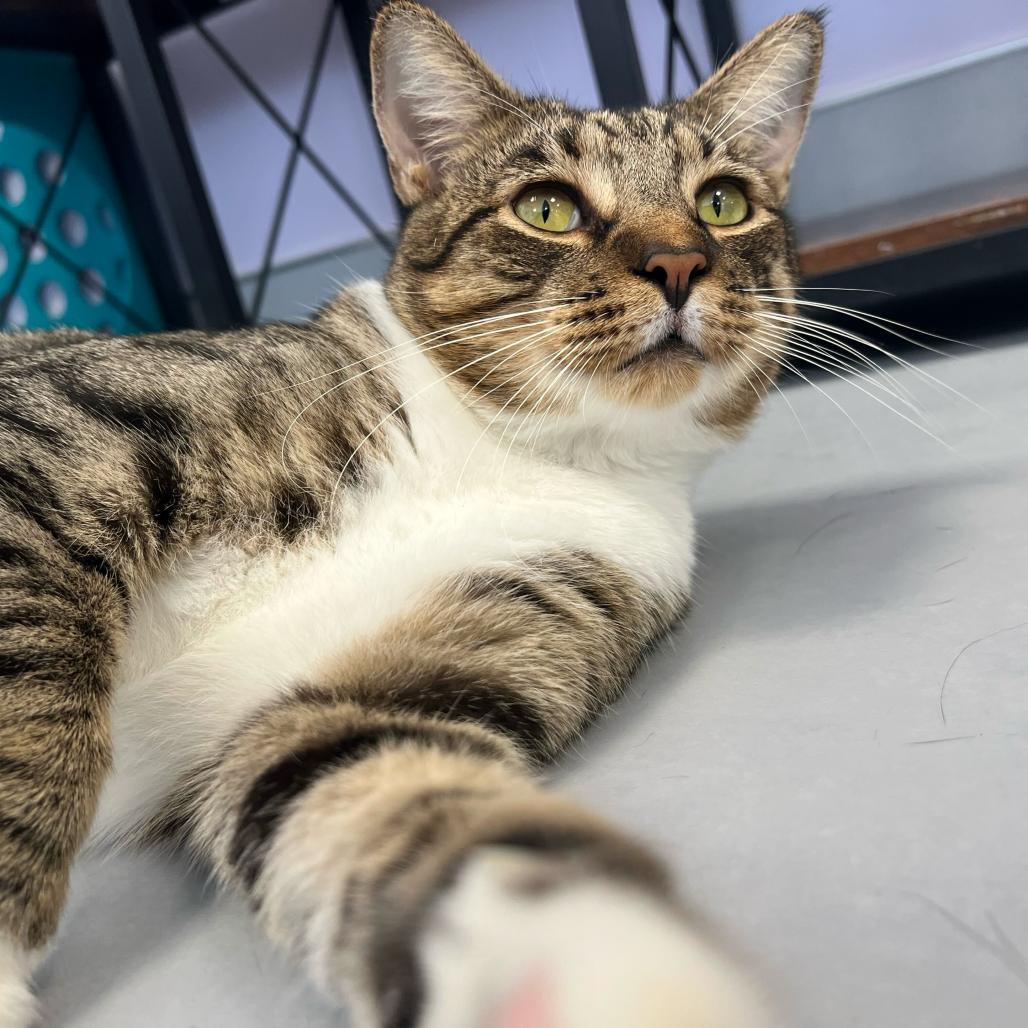 Enlarge Simon, a Adoptable Domestic Short Hair in Boston, MA image 2/6