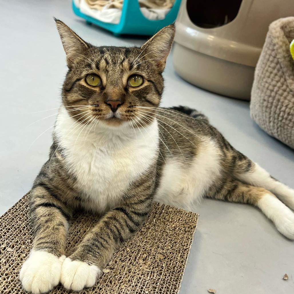 Enlarge Simon, a Adoptable Domestic Short Hair in Boston, MA image 3/6