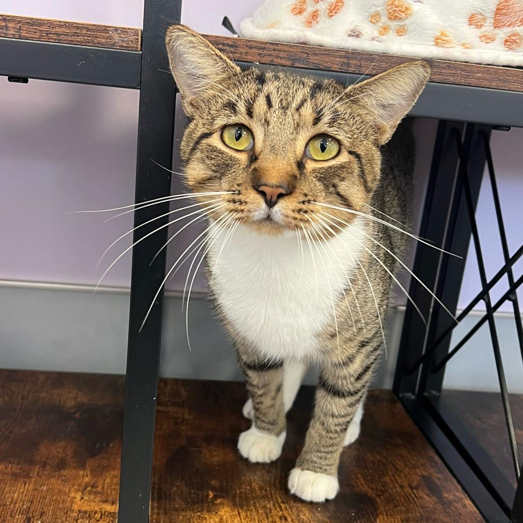 Enlarge Simon, a Adoptable Domestic Short Hair in Boston, MA image 4/6