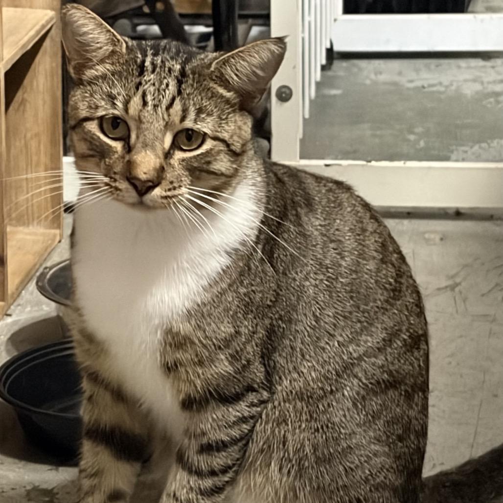 Enlarge Simon, a Adoptable Domestic Short Hair in Boston, MA image 6/6