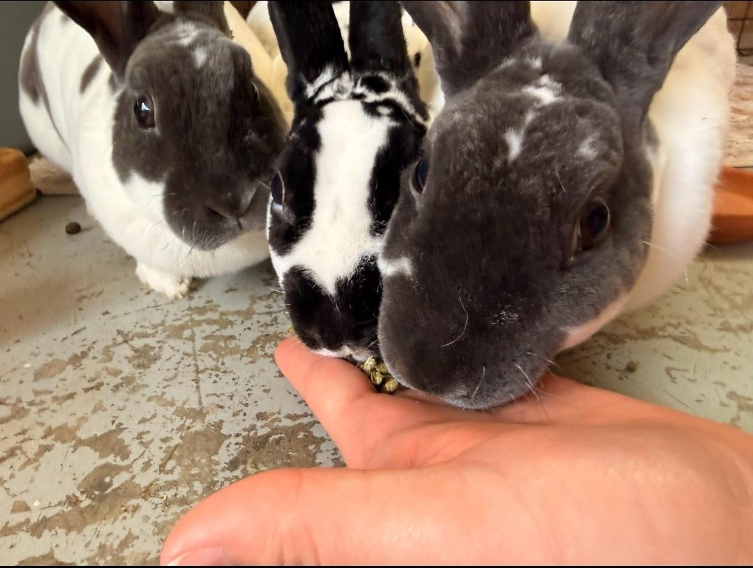 Enlarge Missy, Sage, Cleo, & Ana, a Adoptable Rex in West Chester, OH image 4/6