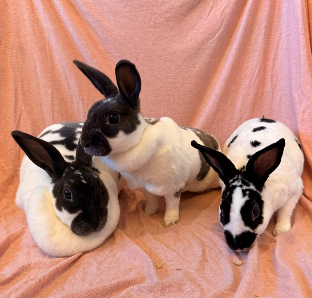 Enlarge Missy, Sage, Cleo, & Ana, a Adoptable Rex in West Chester, OH image 2/6