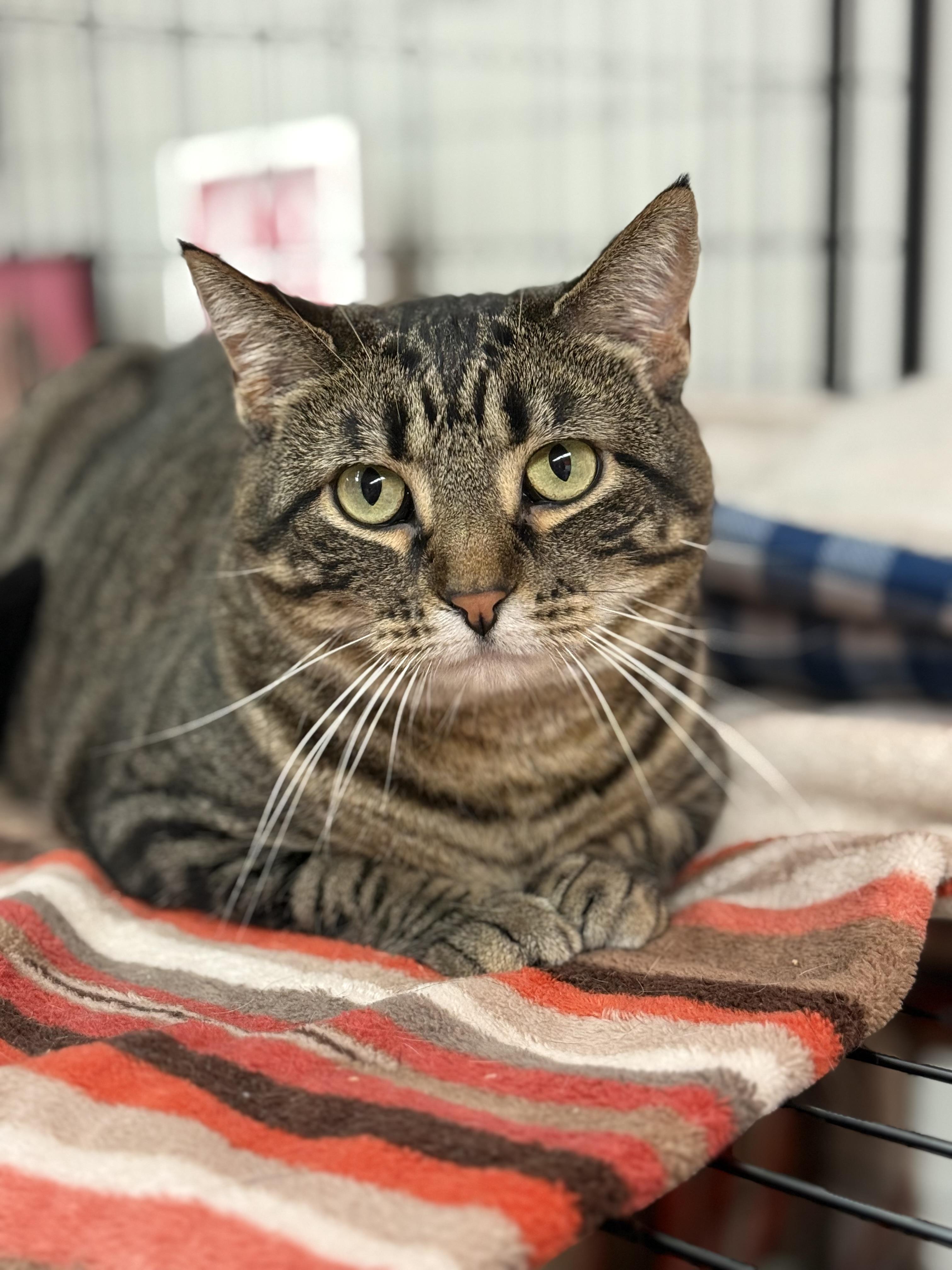 Indigo, Adoptable, Adult Female Domestic Short Hair.