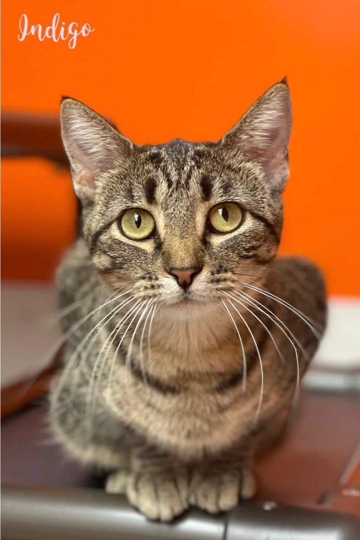 Indigo, a Adoptable Domestic Short Hair in Vinton, IA image 2/2