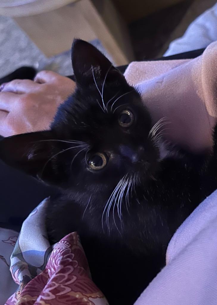 Coco, a Adoptable Domestic Short Hair in Cortland, OH image 1/4