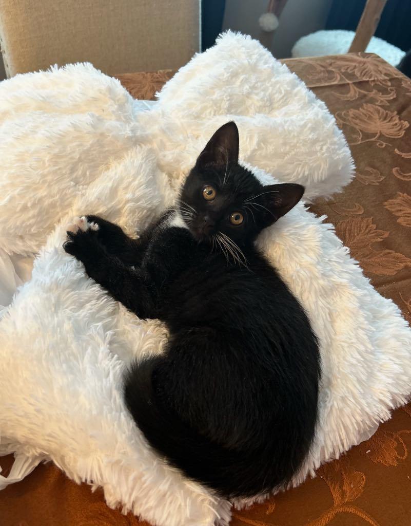 Coco, a Adoptable Domestic Short Hair in Cortland, OH image 2/4