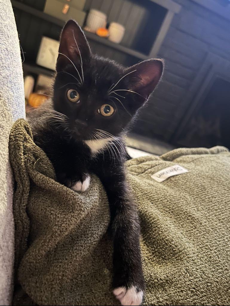 Coco, a Adoptable Domestic Short Hair in Cortland, OH image 3/4