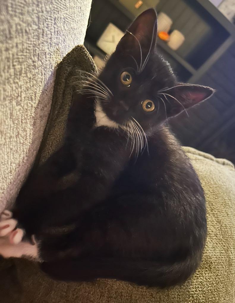 Coco, a Adoptable Domestic Short Hair in Cortland, OH image 4/4