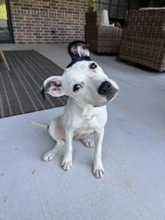 Enlarge Daisy, a Adoptable American Staffordshire Terrier in Meeker, OK image 2/6