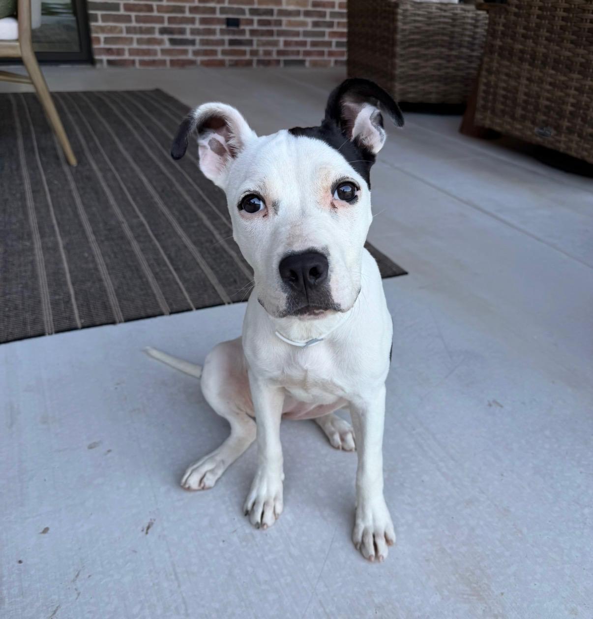 Enlarge Daisy, a Adoptable American Staffordshire Terrier in Meeker, OK image 3/6