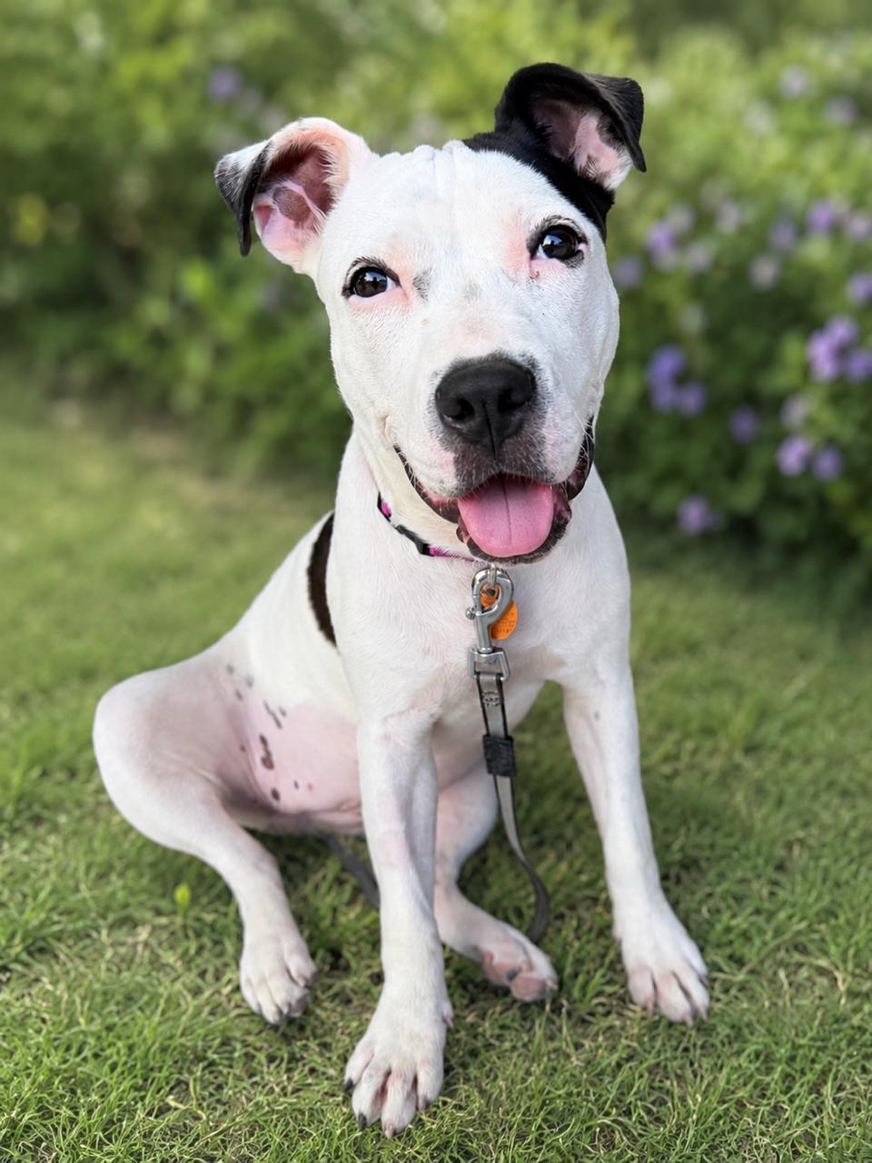 Daisy, Adoptable, Young Female American Staffordshire Terrier.