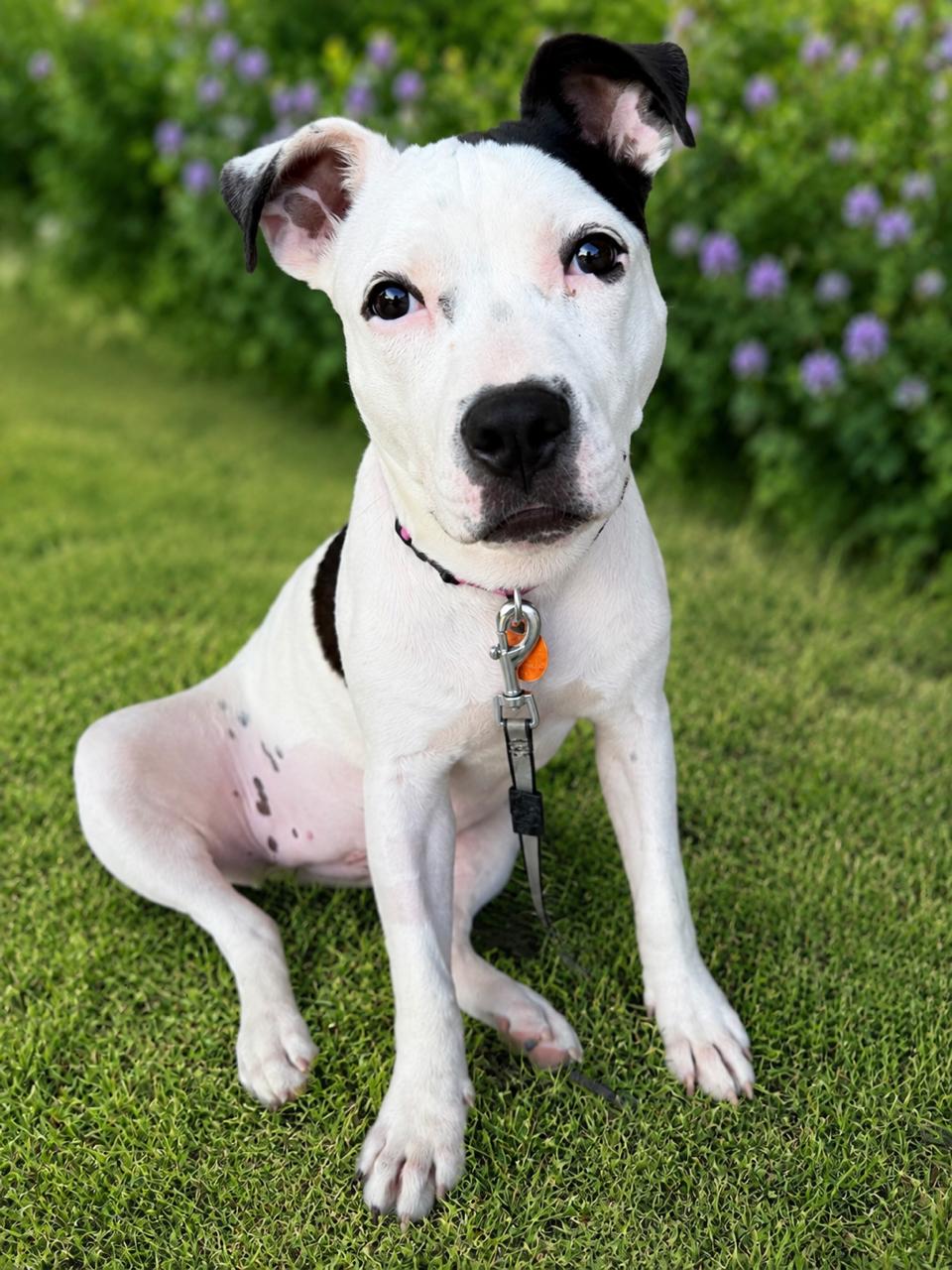 Enlarge Daisy, a Adoptable American Staffordshire Terrier in Meeker, OK image 5/6