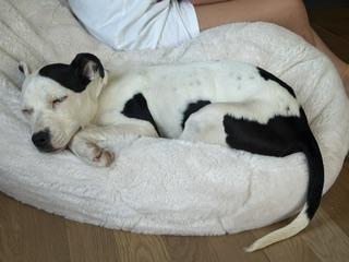 Enlarge Daisy, a Adoptable American Staffordshire Terrier in Meeker, OK image 6/6