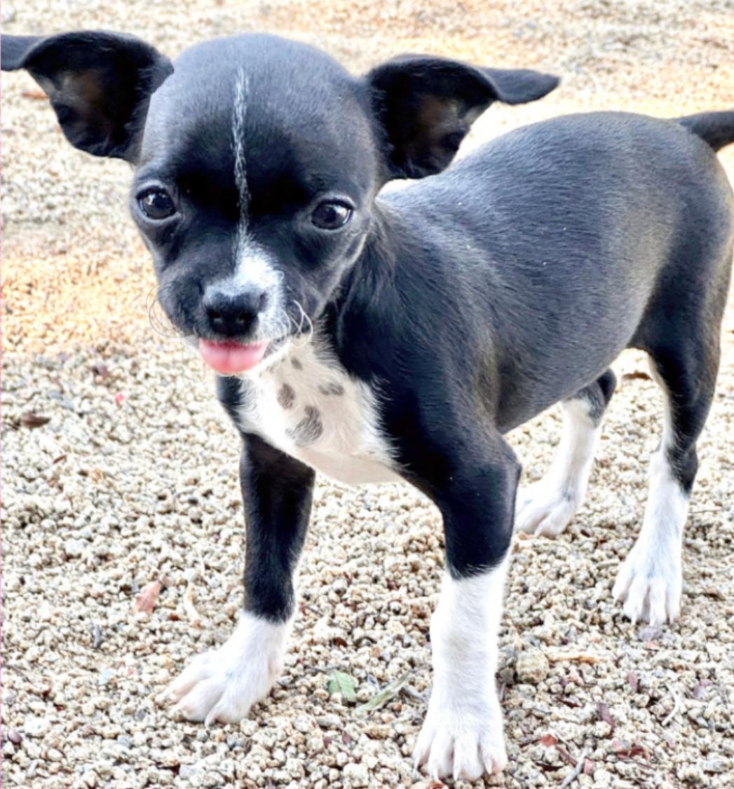 Enlarge Mittens, a Adopted mixed breed in San Diego, CA image 1/1