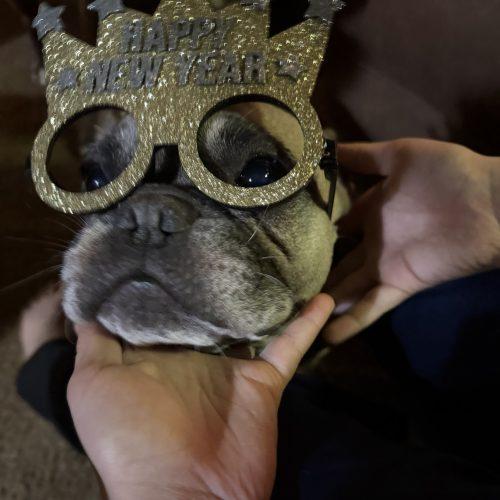 Oneida, Adoptable, Adult Female French Bulldog.