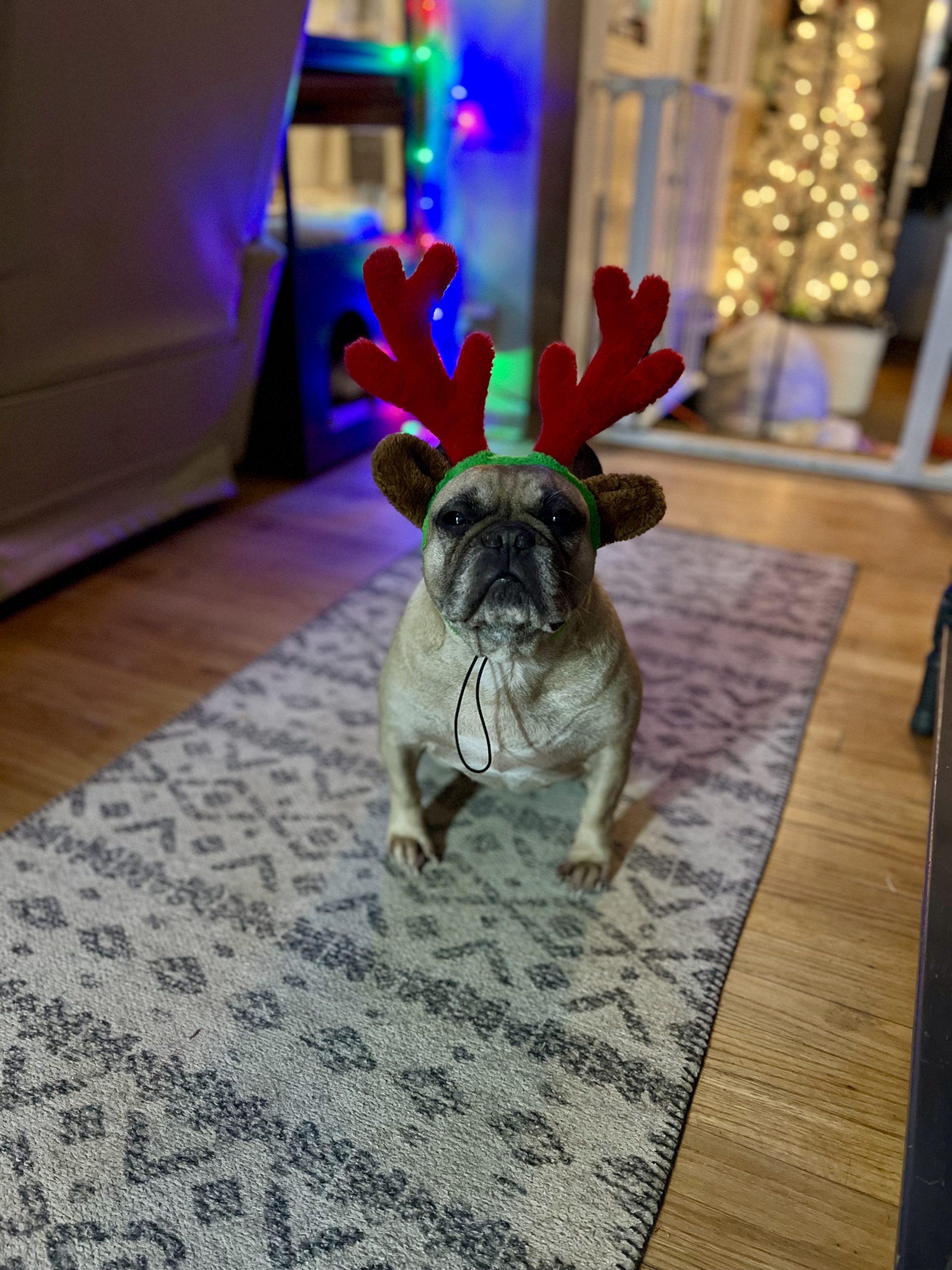 Enlarge Oneida, a Adoptable French Bulldog in Matthews, IN image 3/6