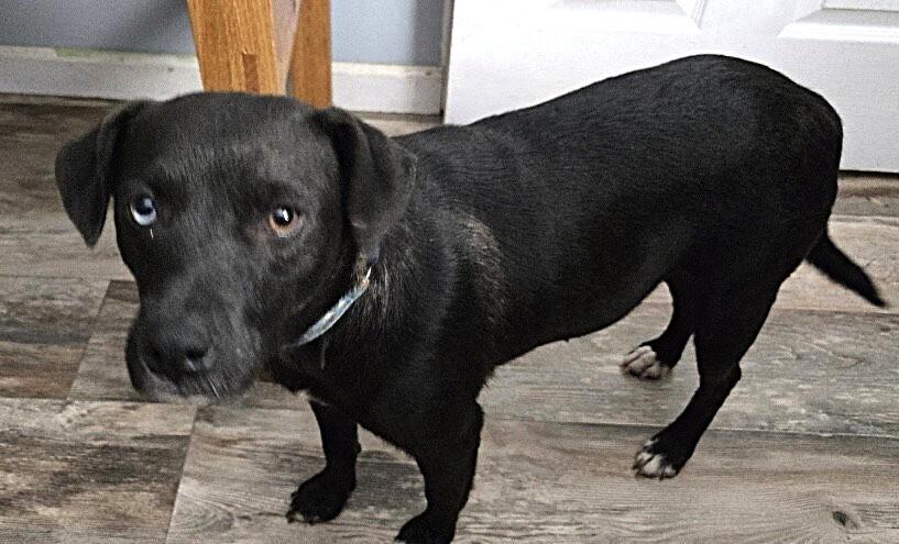 Toffee, a Adoptable mixed breed in Washington, DC image 1/4