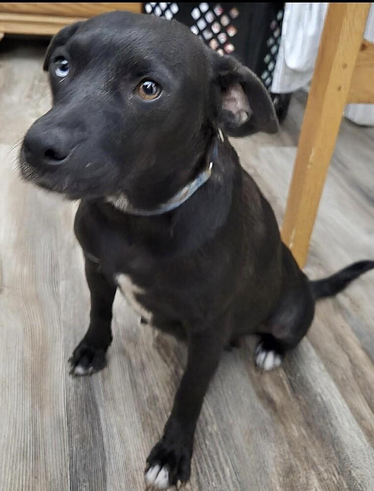 Toffee, a Adoptable mixed breed in Washington, DC image 2/4